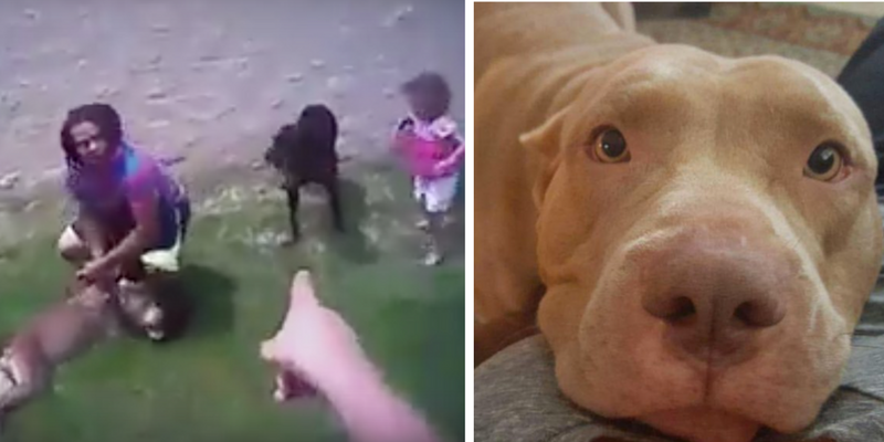 US Cop shouts 'come here puppy' at family dog, claps and whistles to lure it, then shoots it dead [Video]